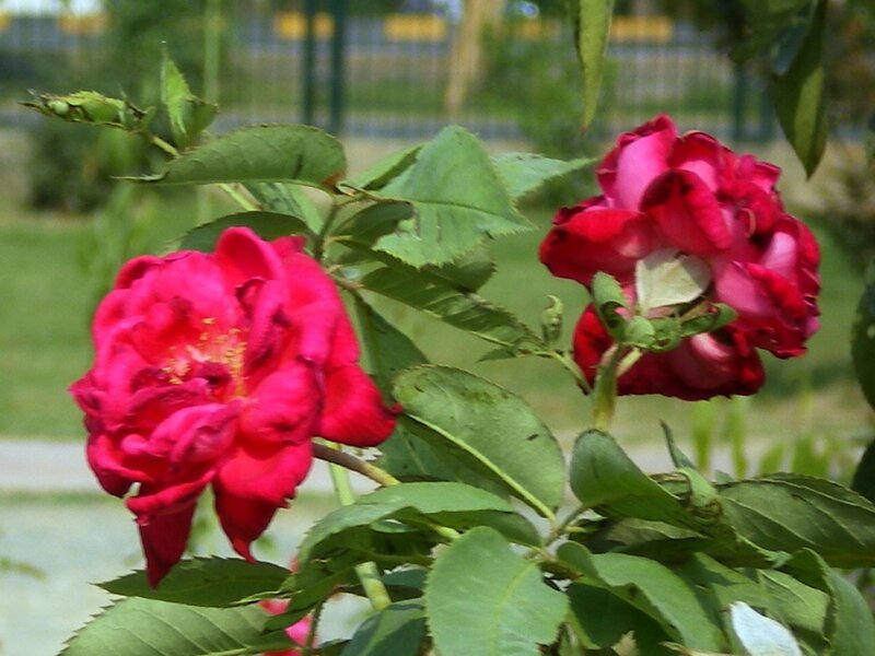 Red roses in a garden