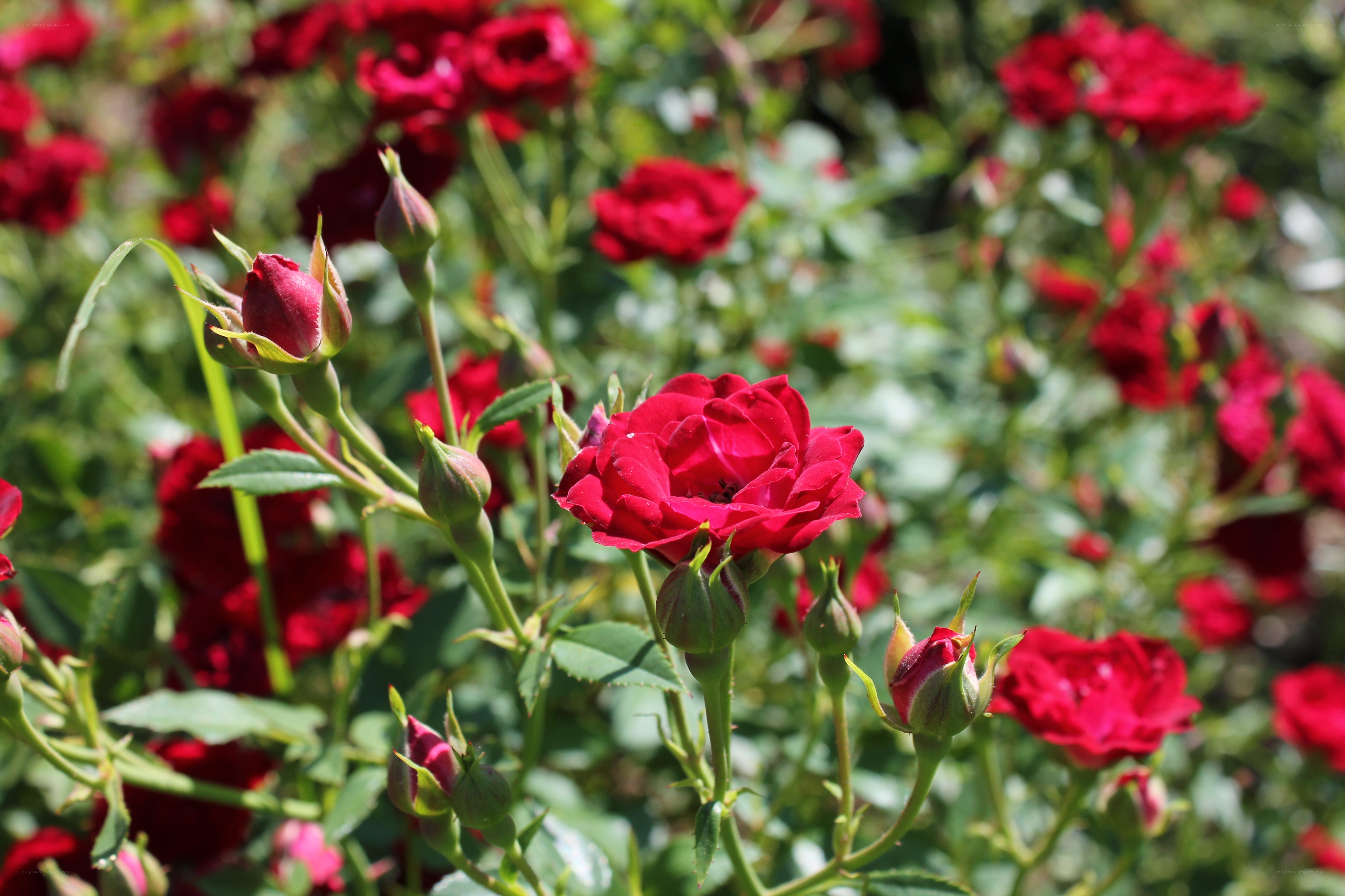 Red roses in a garden