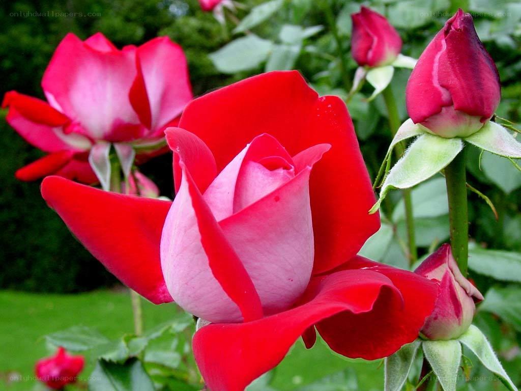 Red roses in a garden