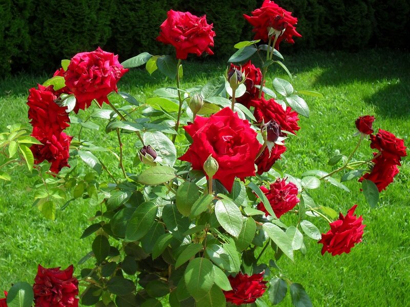 Red roses in a garden
