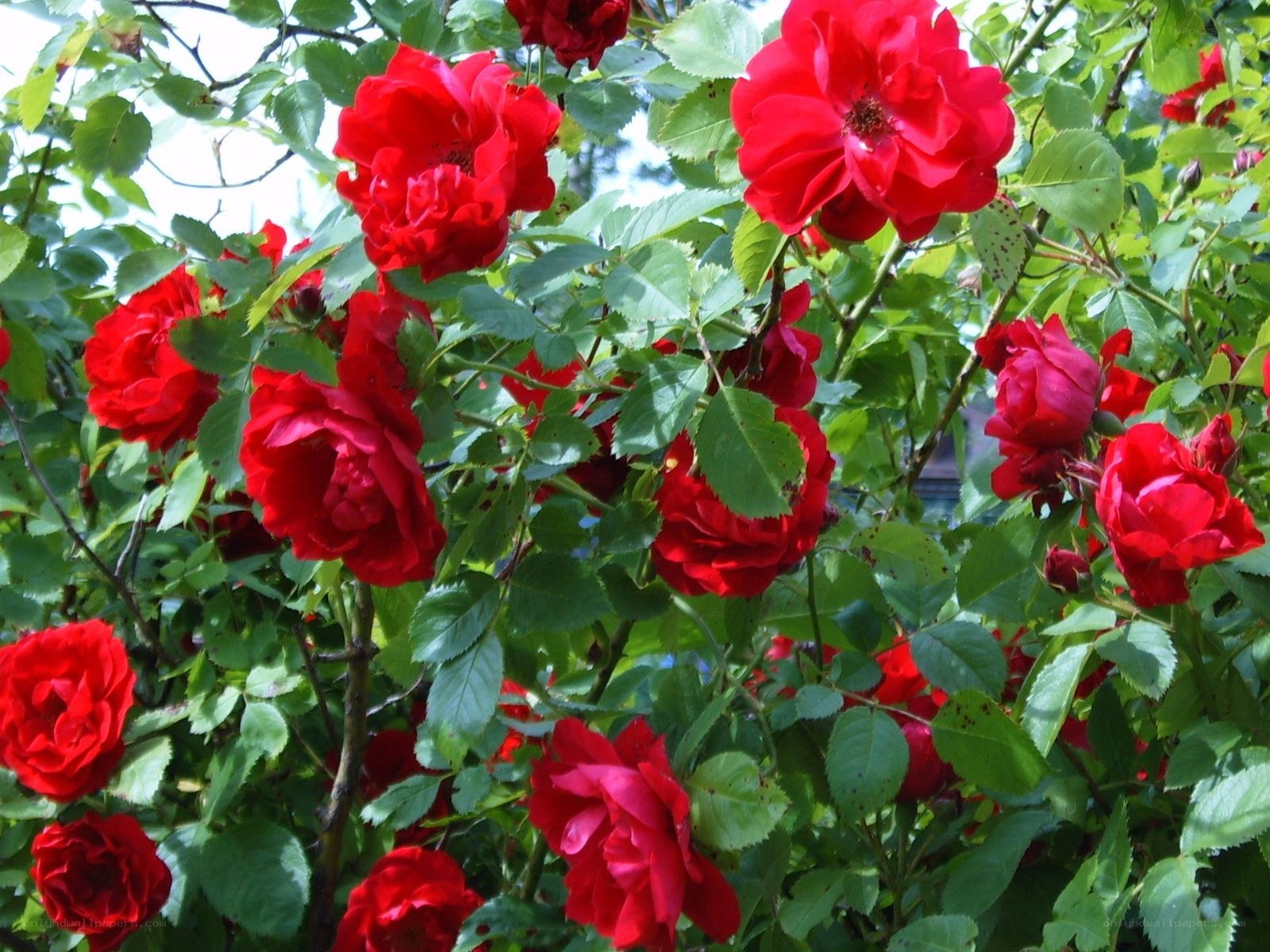 Red roses in a garden