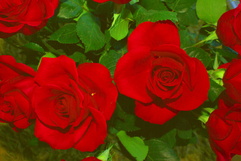 Red roses in a garden