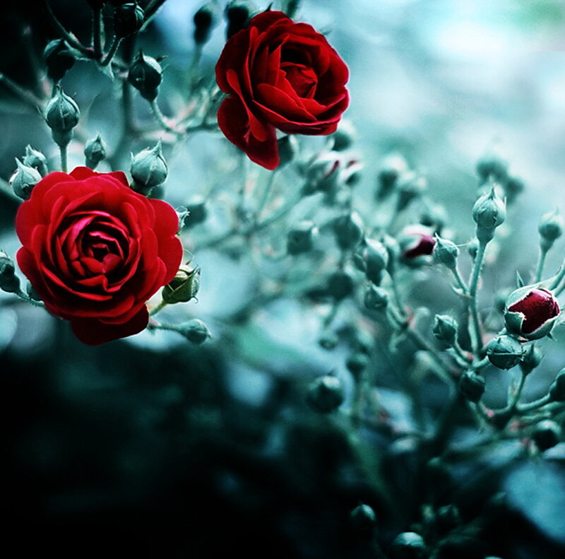 Red roses in a garden