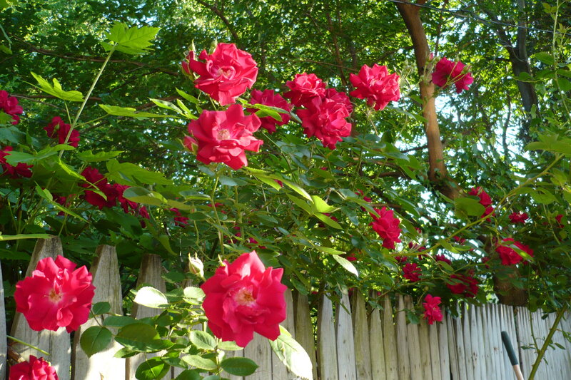 Red roses in a garden