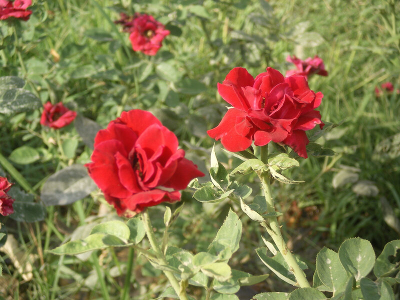 Red roses in a garden