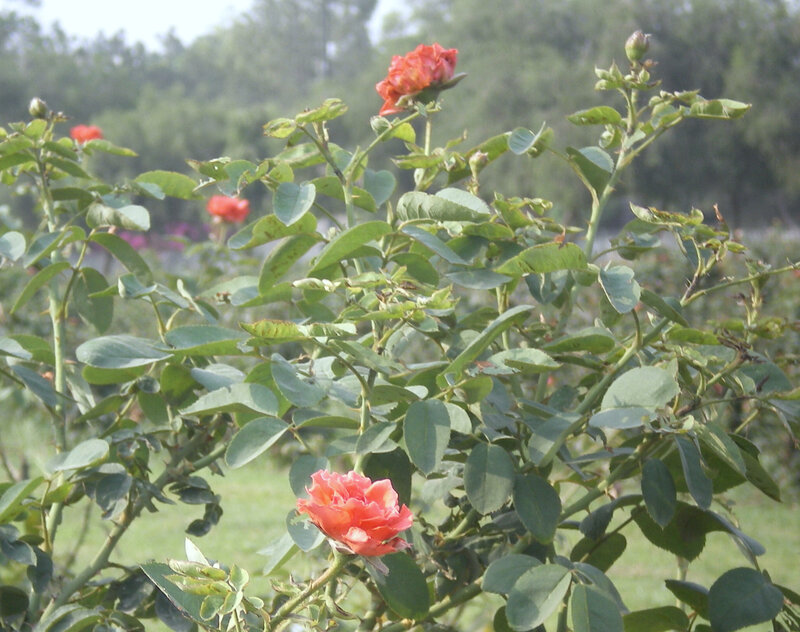 red roses in a garden