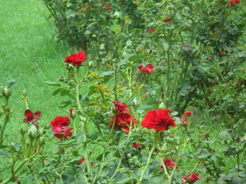 Red roses in a garden