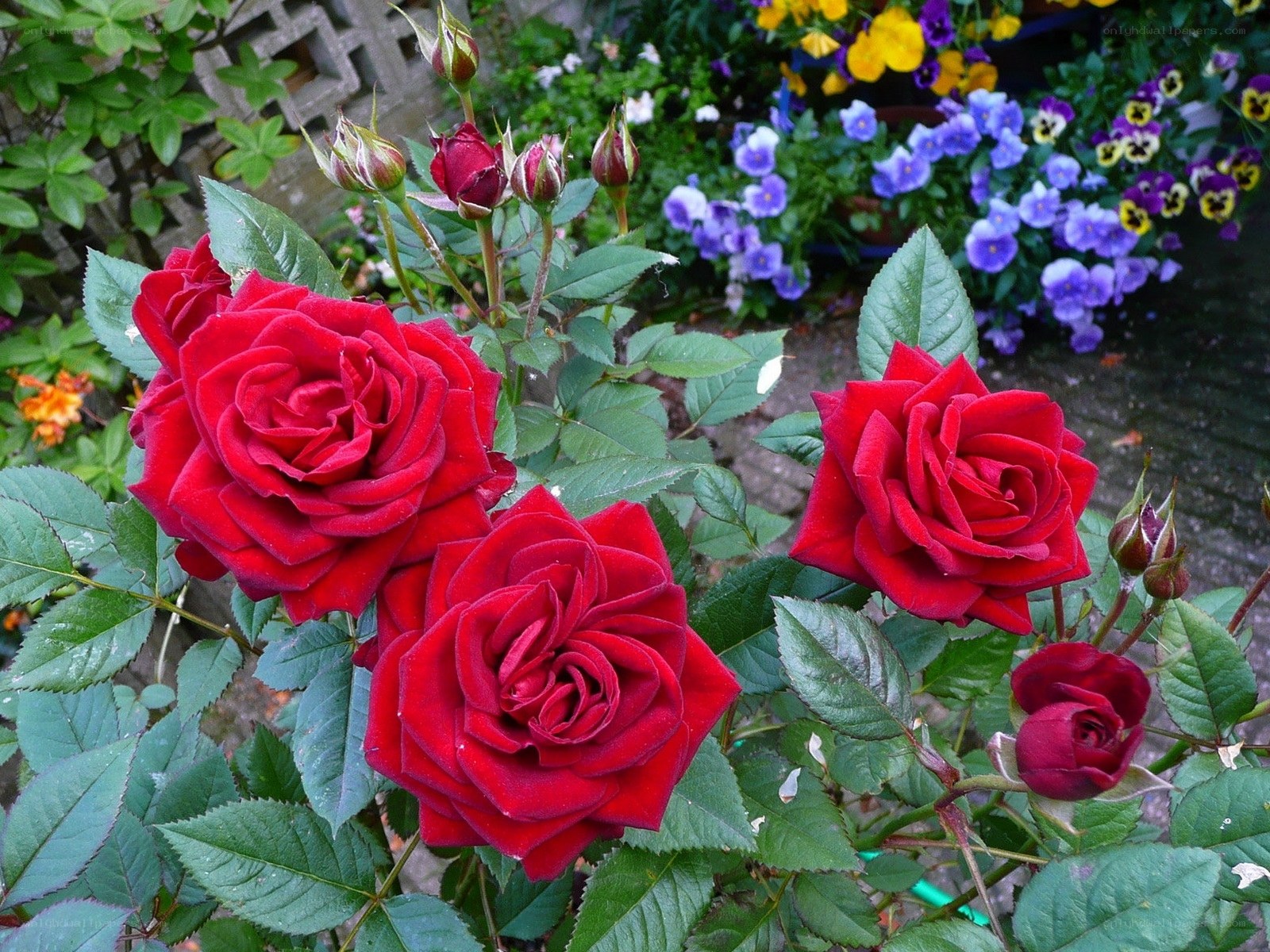 Red roses in a garden