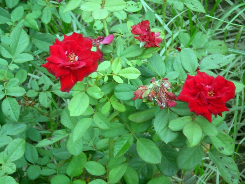 Red roses in a garden