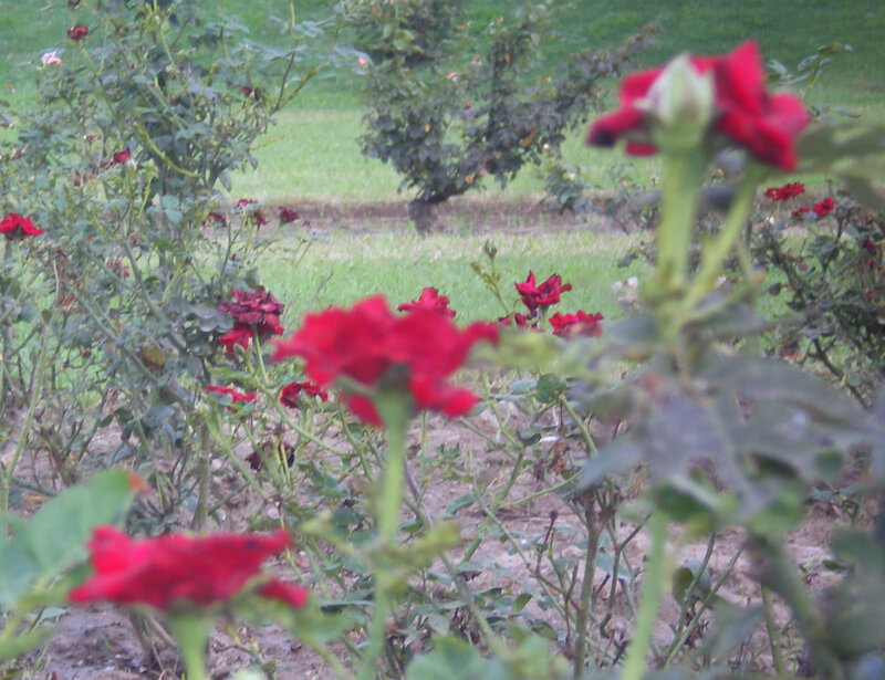 red roses in a garden