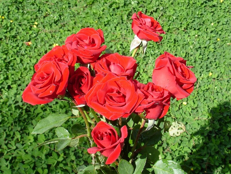 Red roses in a garden