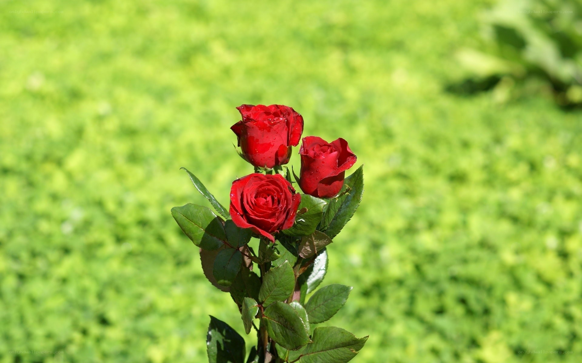 Red roses in a garden