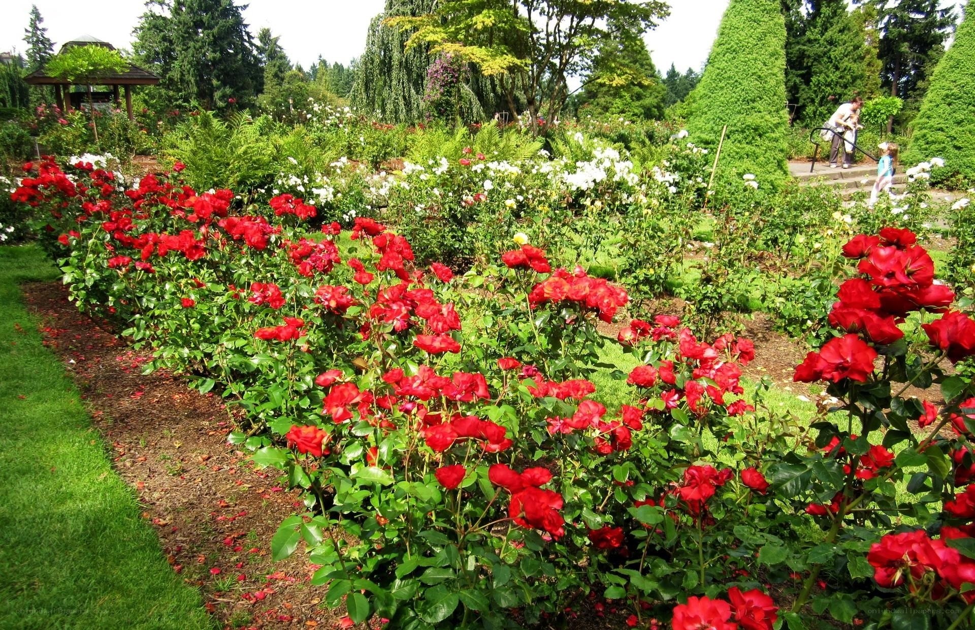 Red roses in a garden