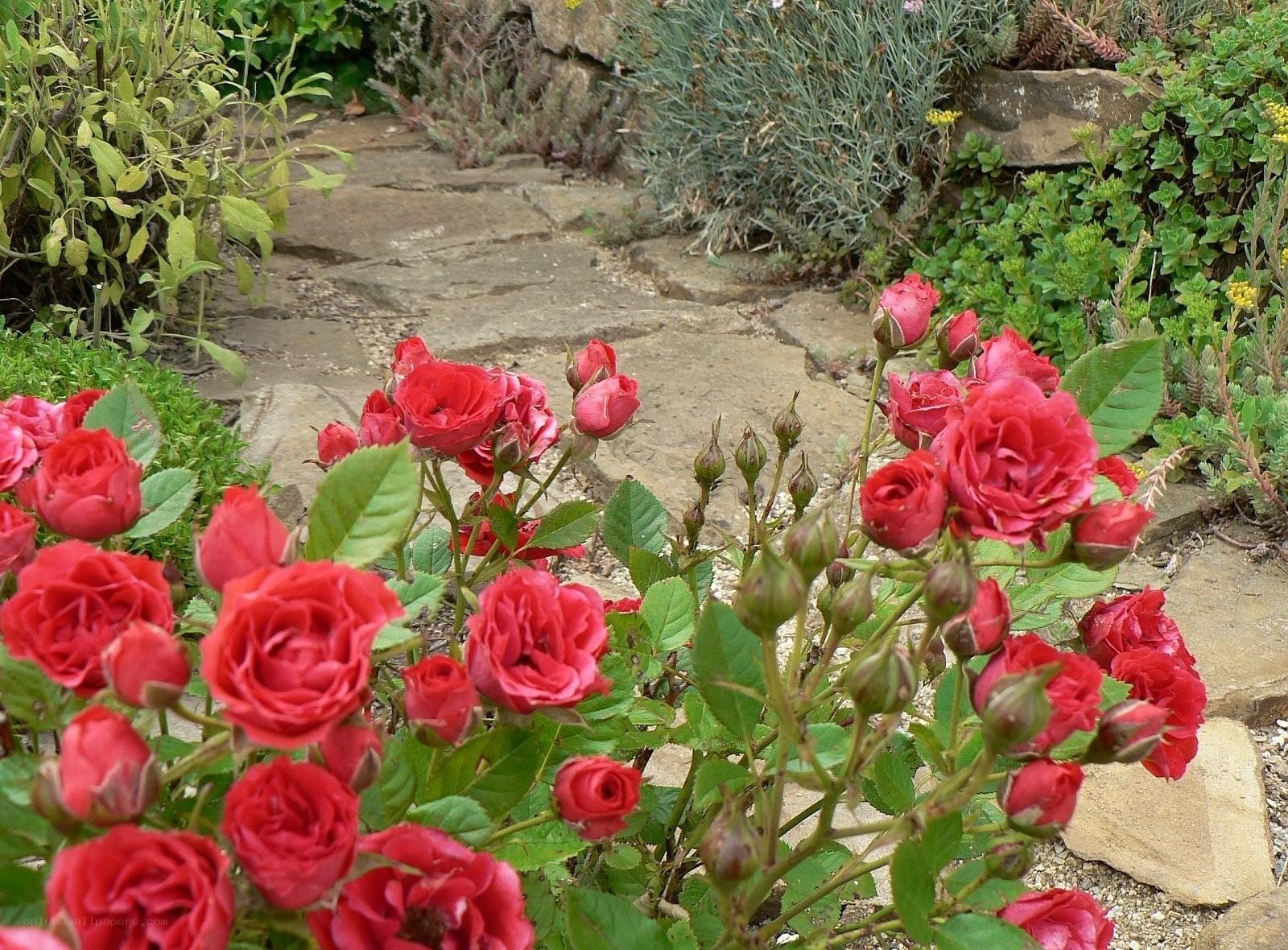 Red roses in a garden path