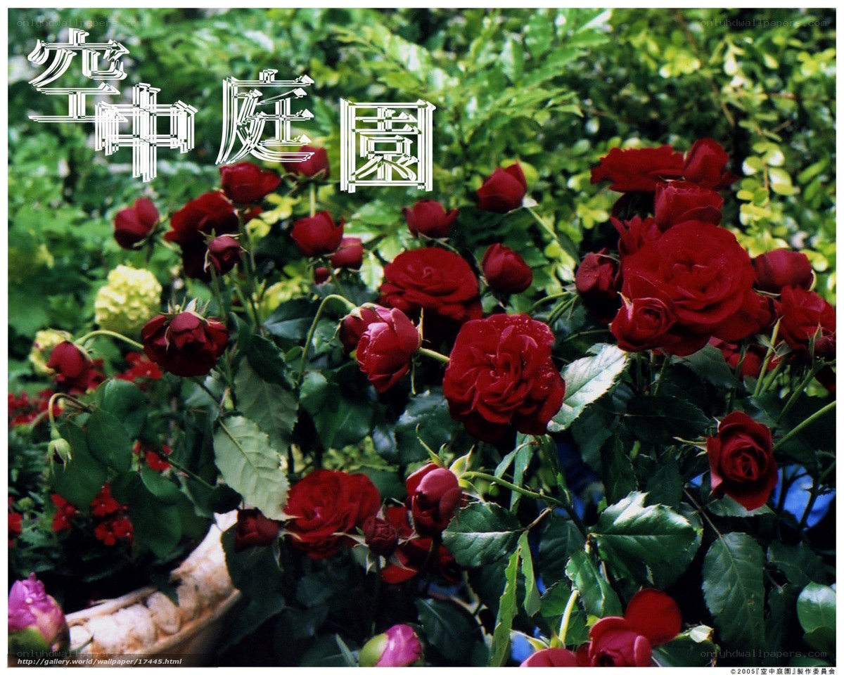 Red Roses in a Garden