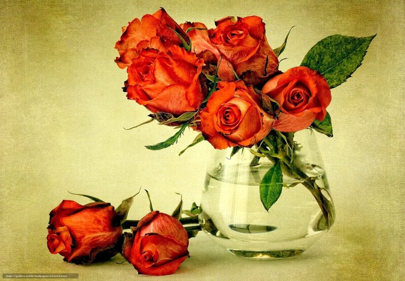 Red roses in a glass vase