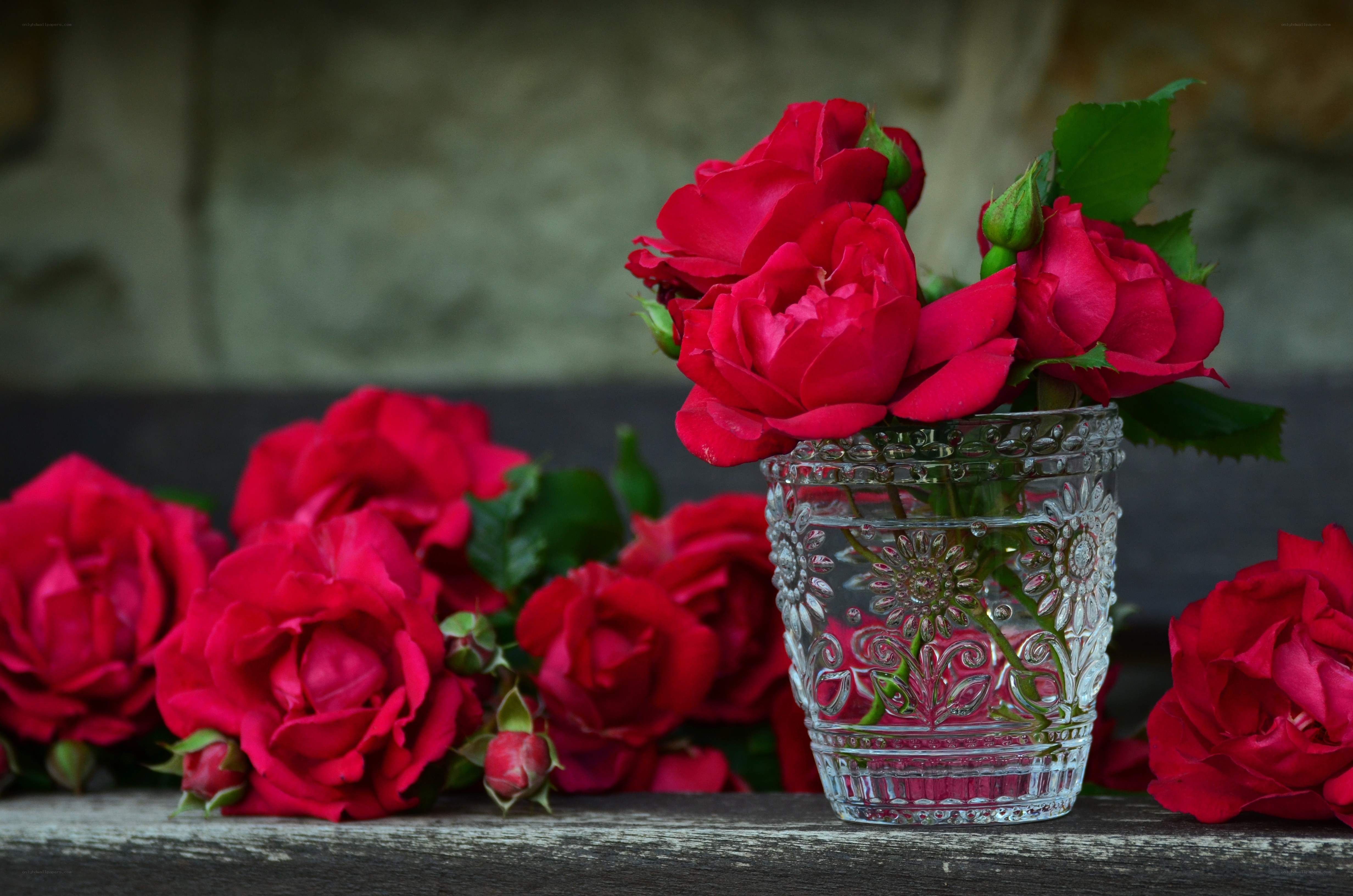 Red roses in a glass vase