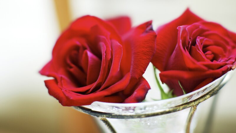 Red roses in a glass vase