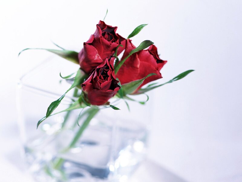 Red roses in a glass vase