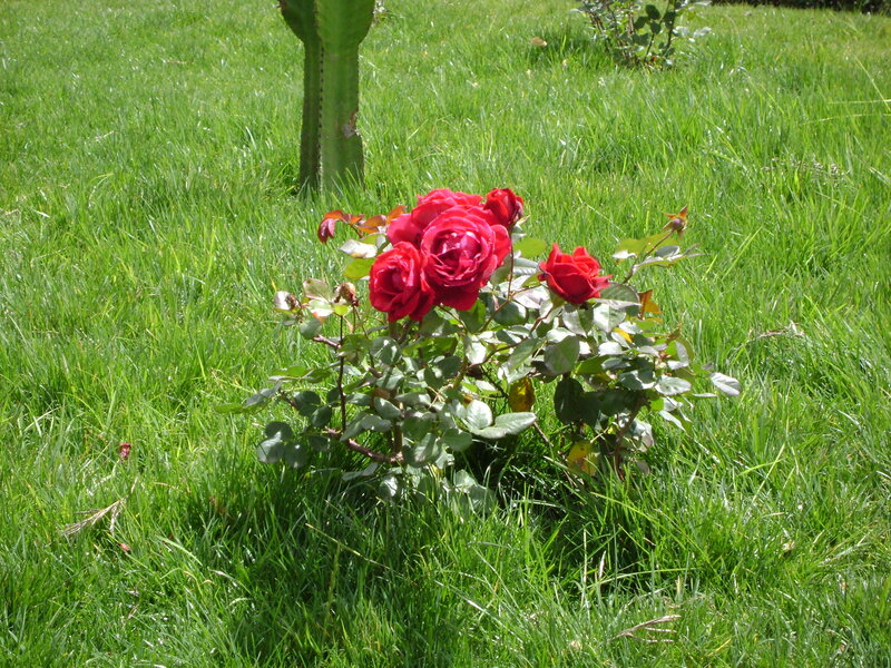 Red roses in a grassy field