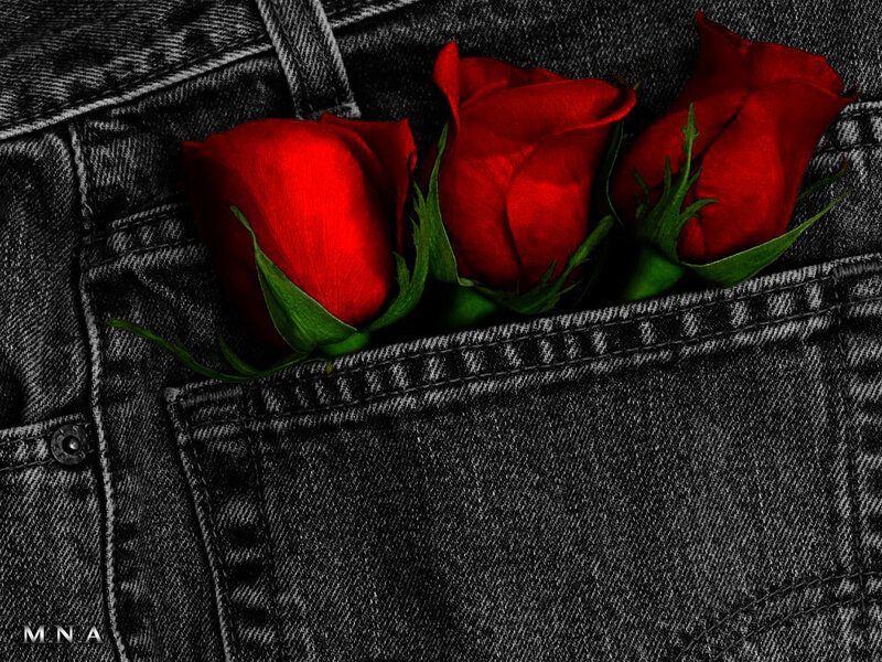 Red roses in a jeans pocket