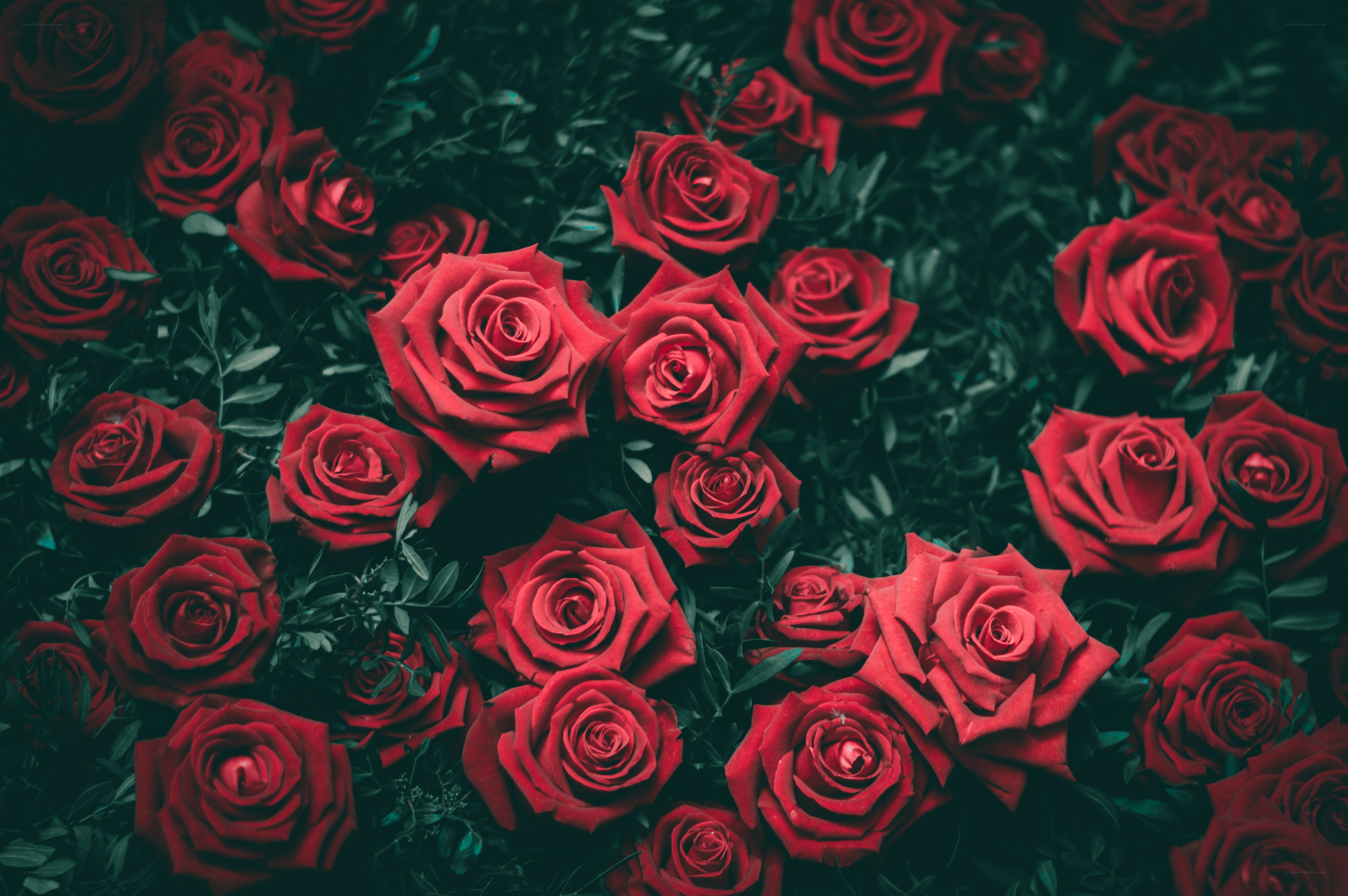 Red roses in a lush garden