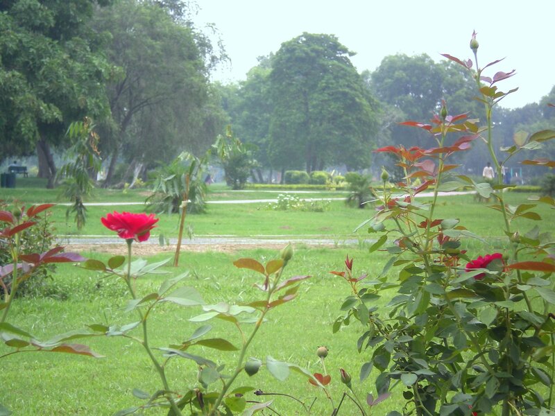 Red roses in a park