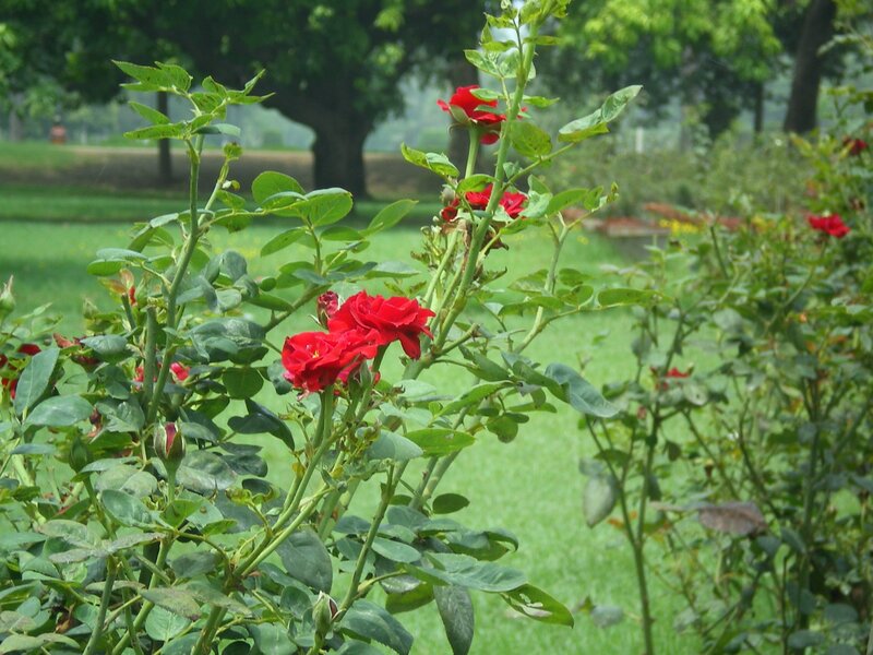 Red roses in a park