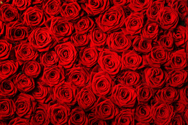 Red Roses in a Pattern