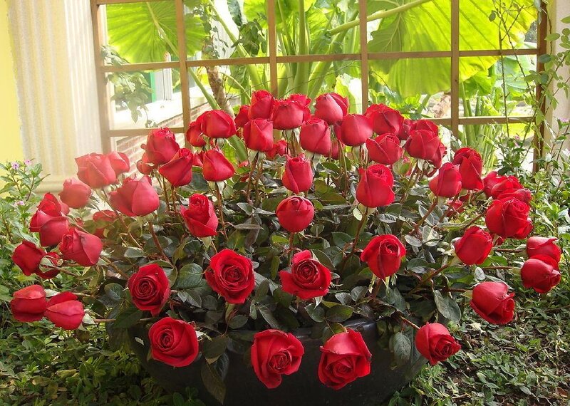 Red Roses in a Pot — Calm