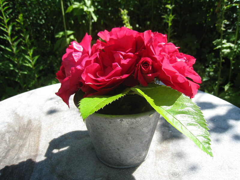 Red Roses in a Pot