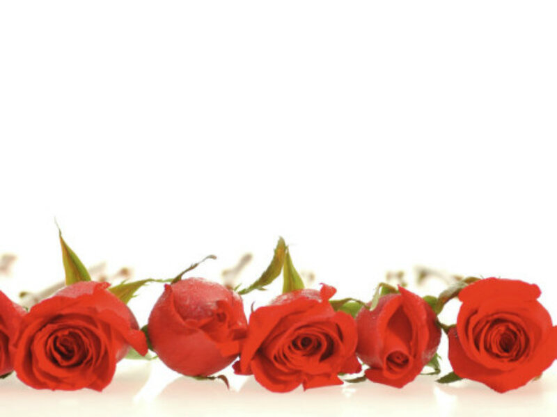 Red Roses in a Row