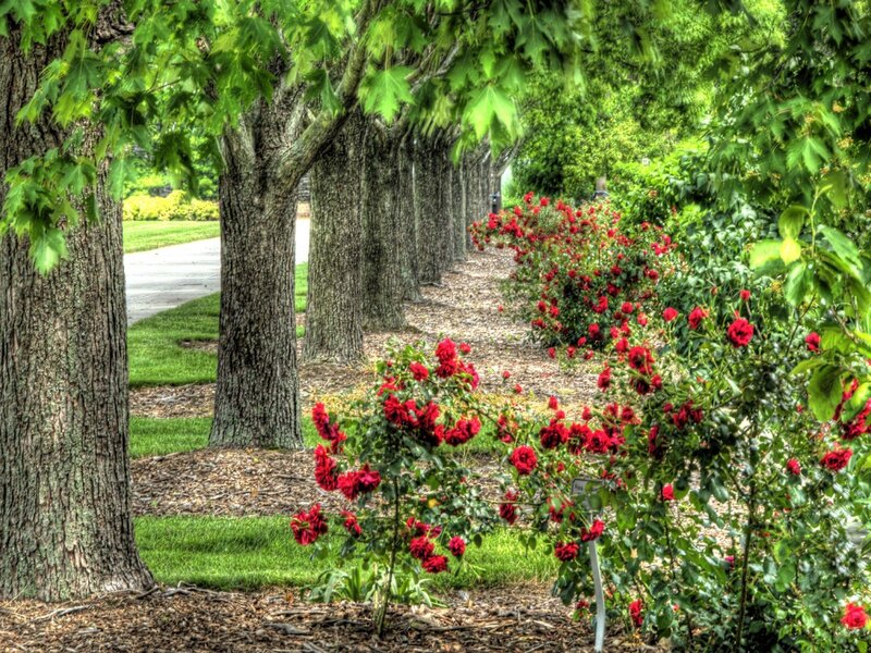 Red roses in a tree-lined path