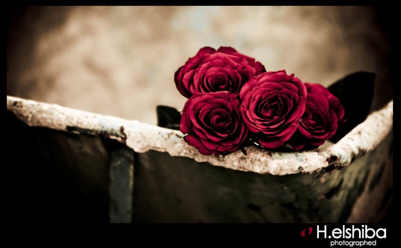 Red Roses in a Tub
