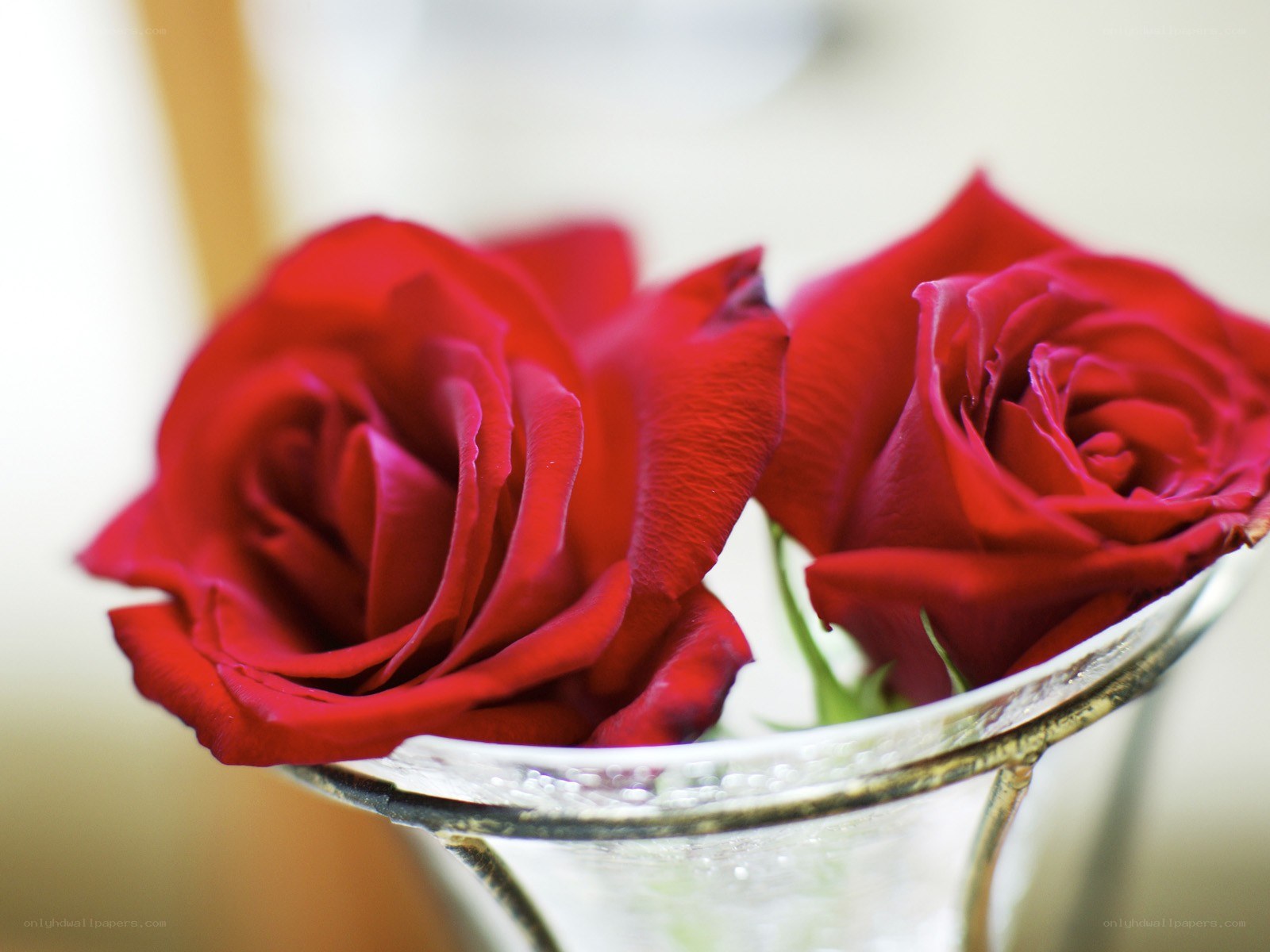 Red roses in a vase