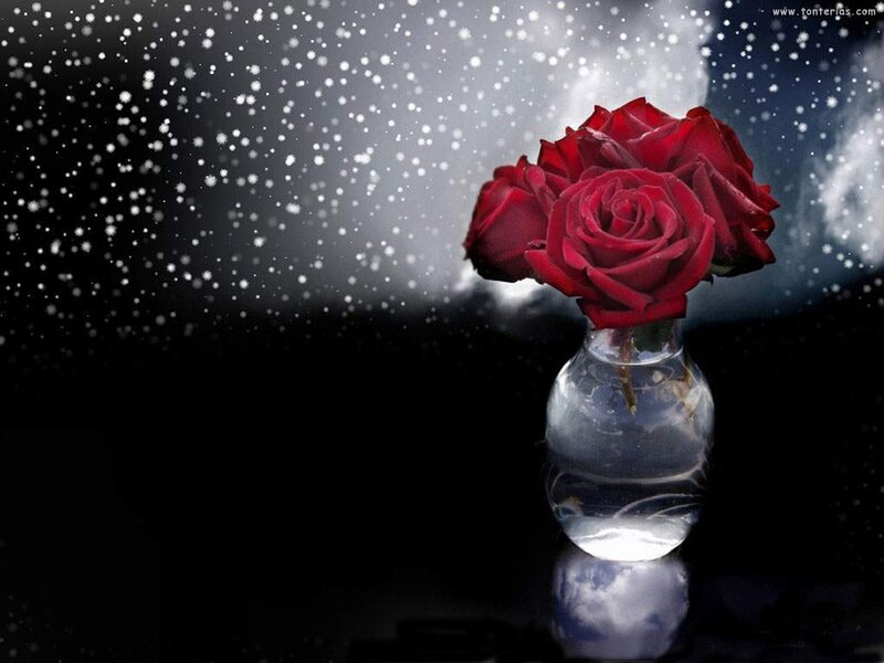 Red roses in a vase