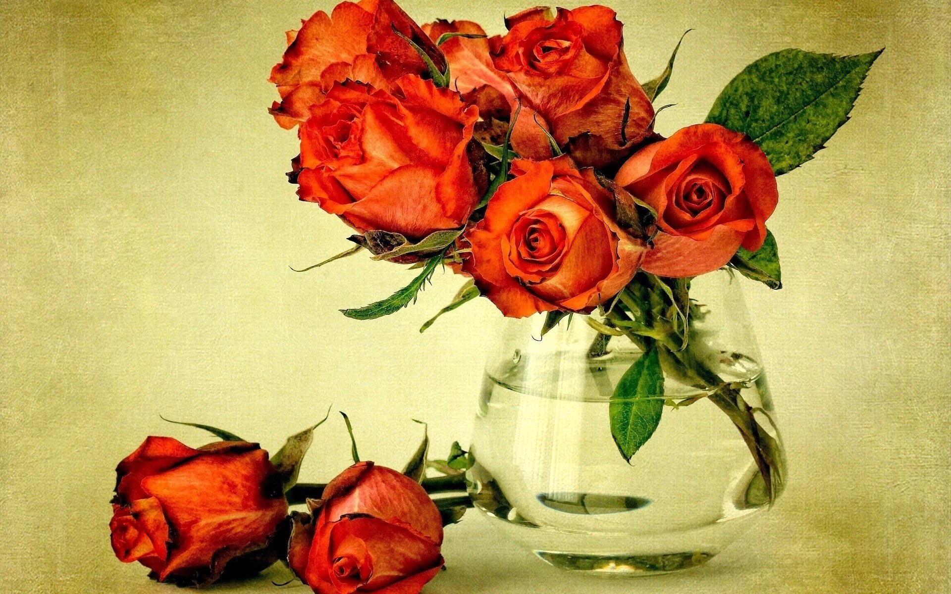 Red roses in a vase