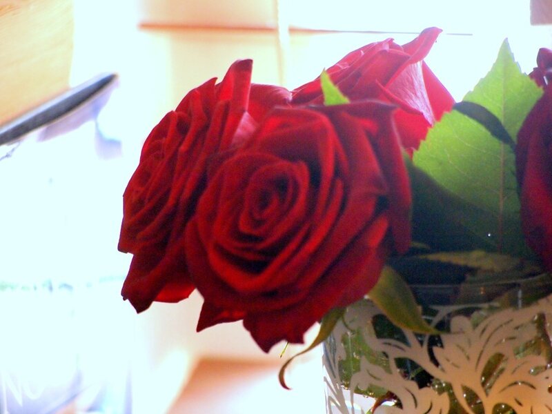 Red Roses in a Vase — Calm, Photograph