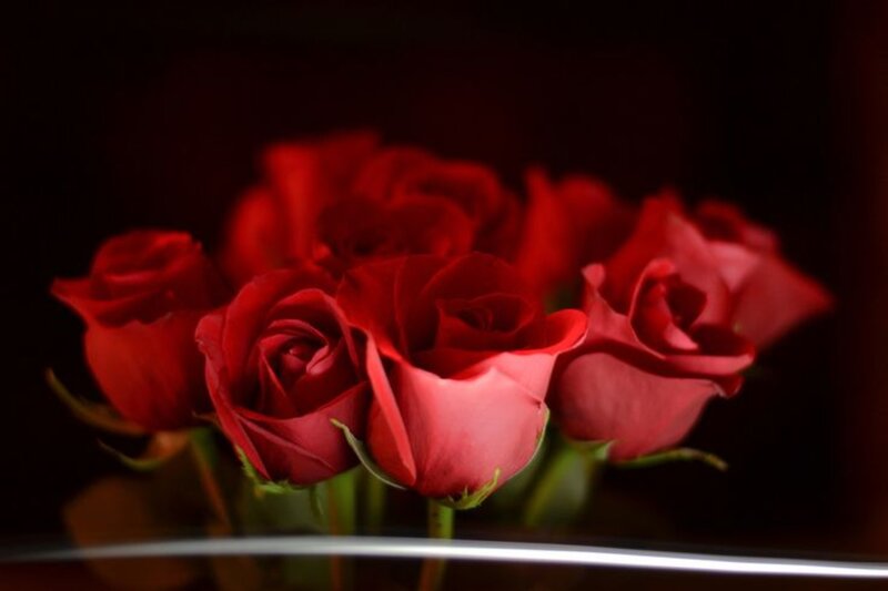 Red Roses in a Vase — Dramatic, Photograph, Stems
