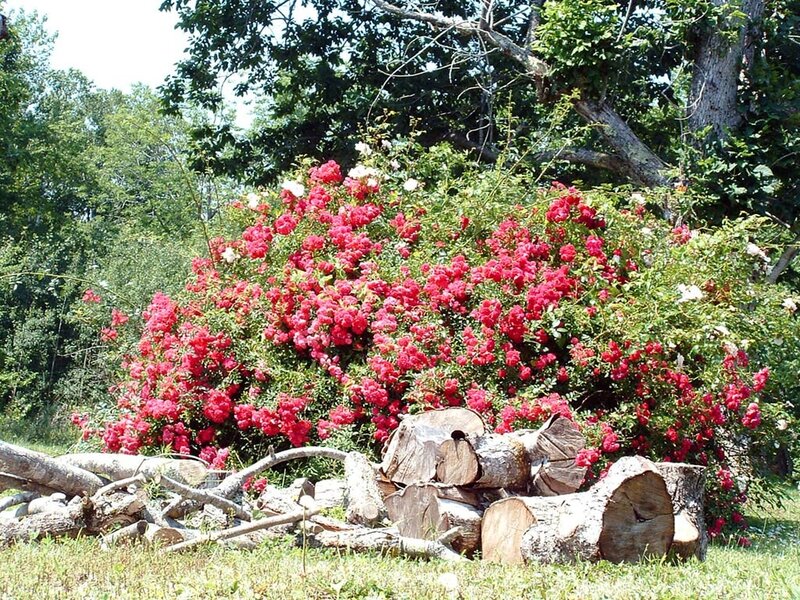 Red roses in a wooded area