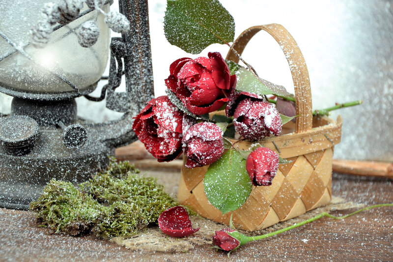 Red Roses in Basket — Peaceful