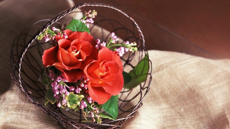 Red Roses in Basket — Serene, Afternoon