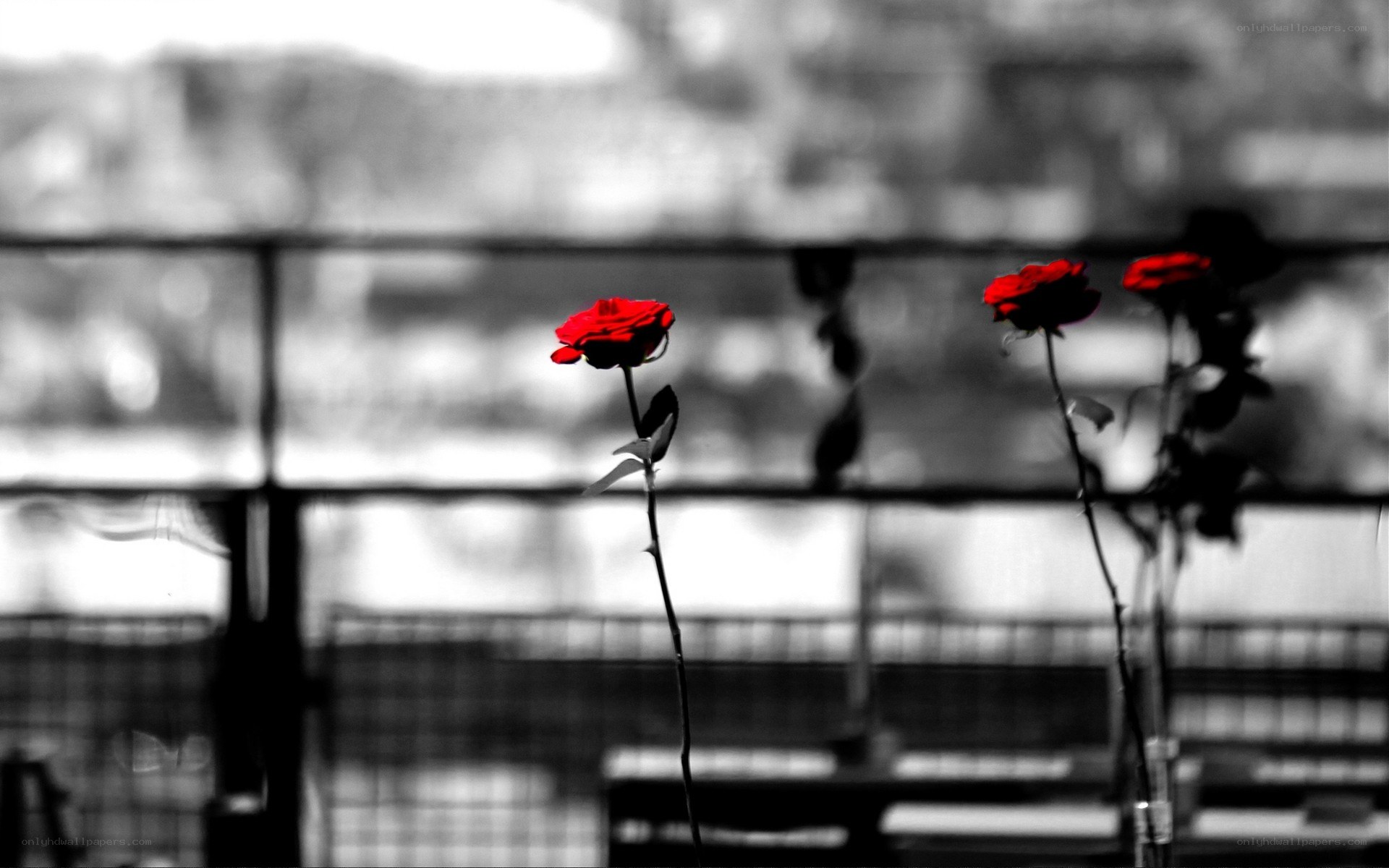 Red roses in black and white