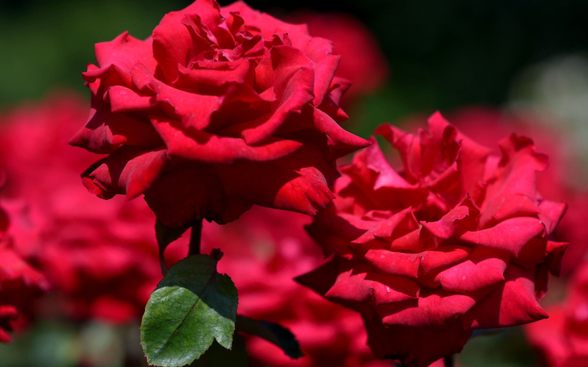 Red roses in bloom