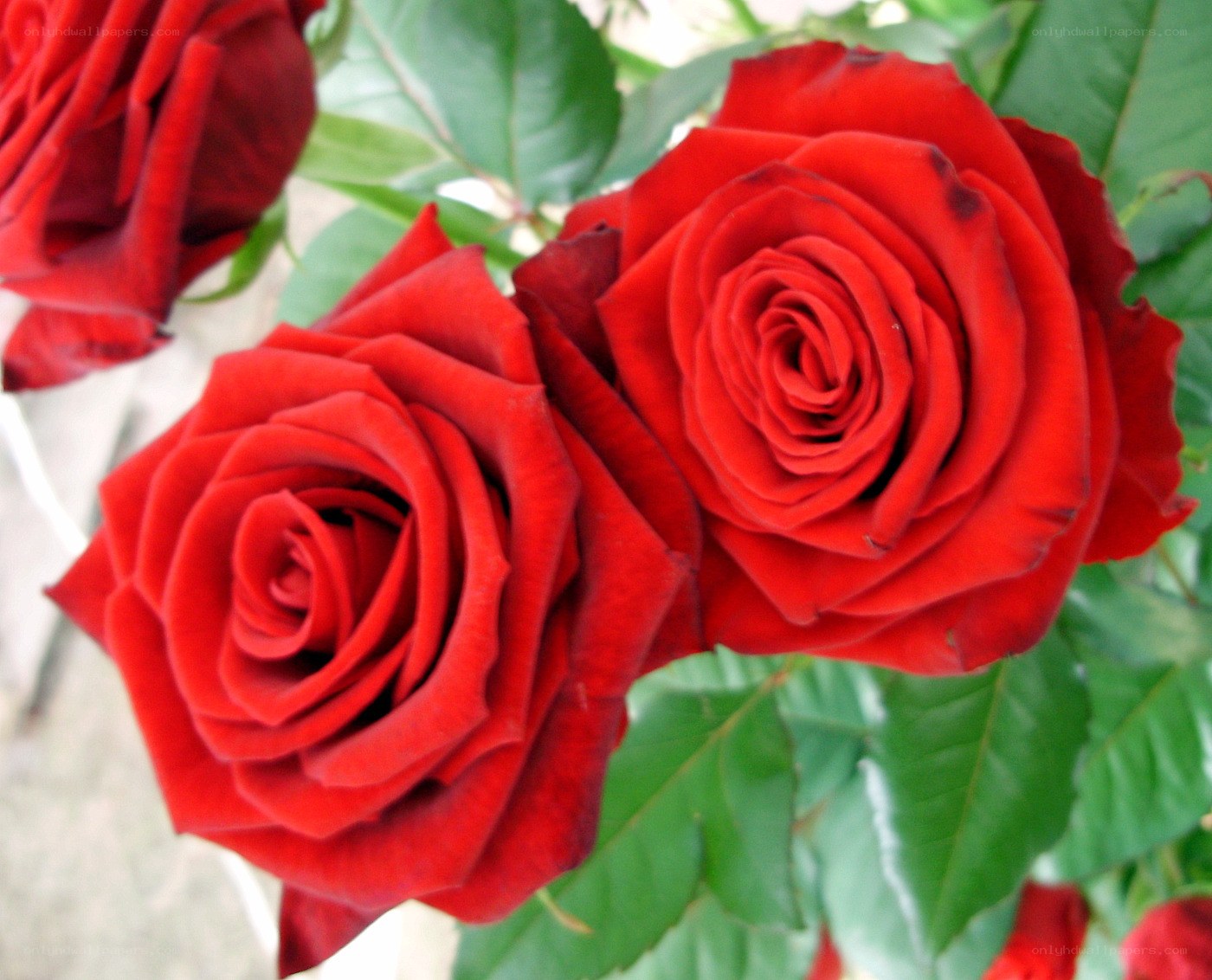Red roses in bloom