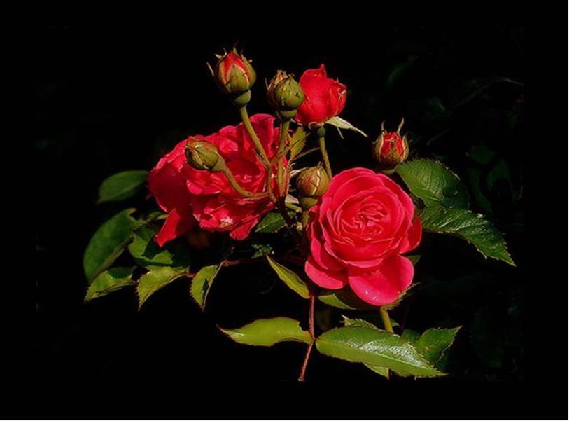 Red roses in bloom