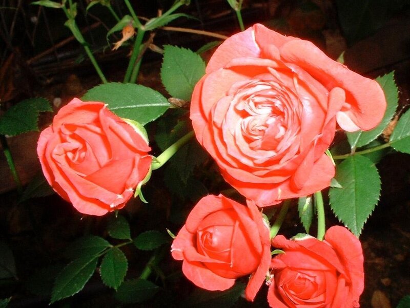 red roses in bloom