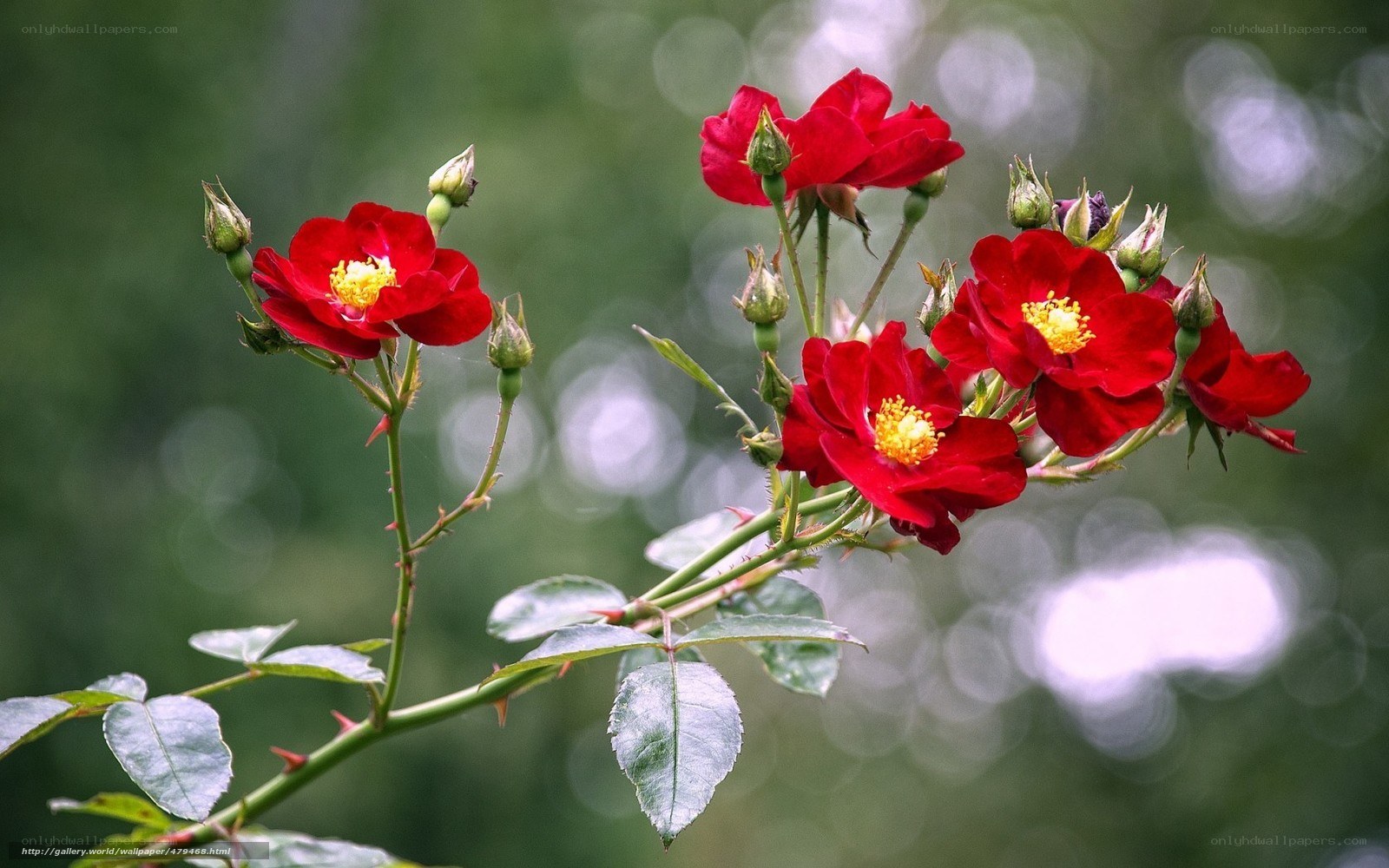 Red roses in bloom