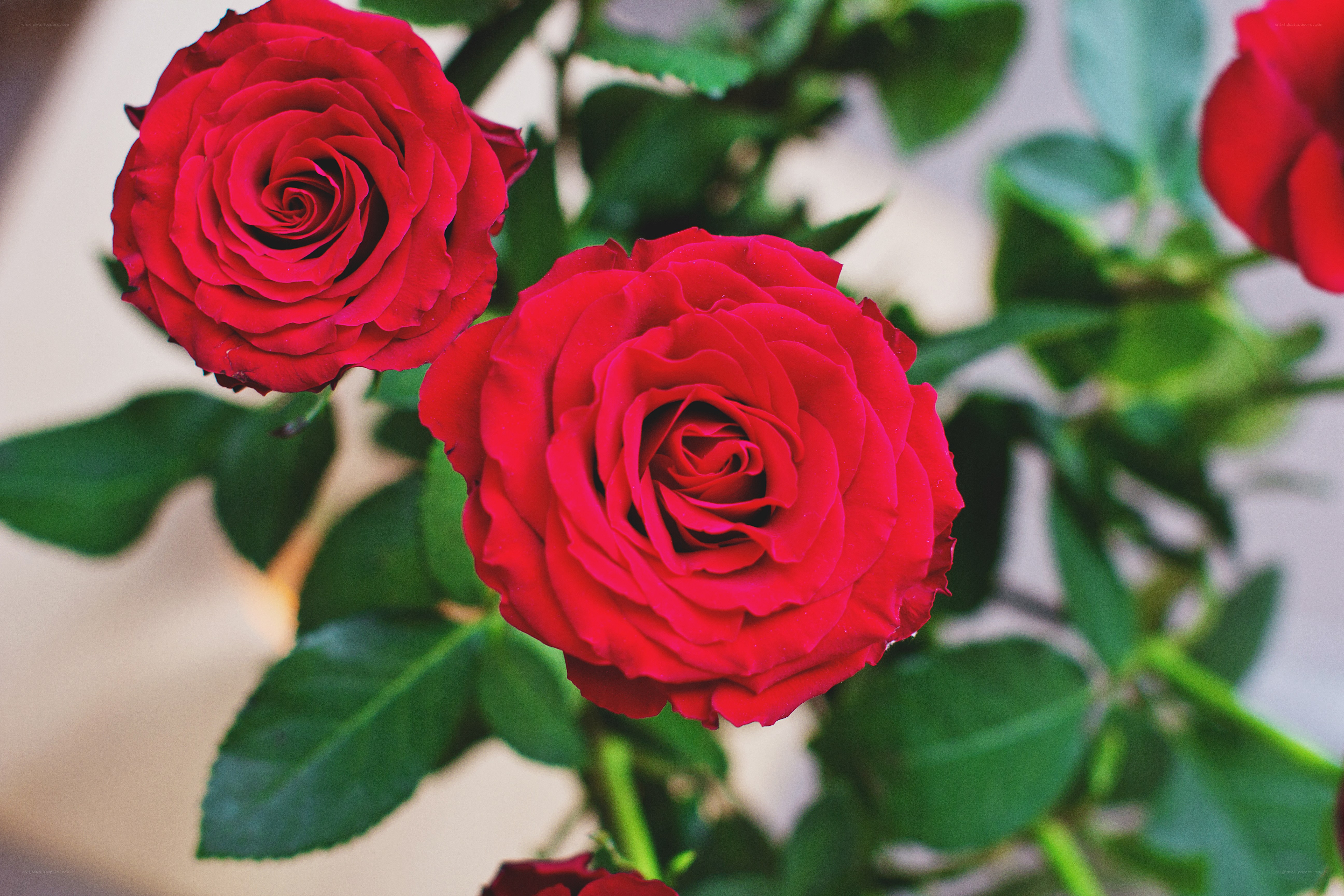 Red roses in bloom