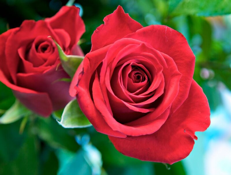Red roses in bloom